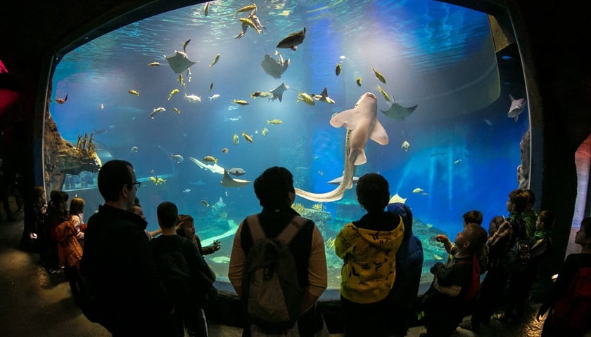 Afrykarium we Wrocławiu. Dzieci oglądają rekiny i płaszczki