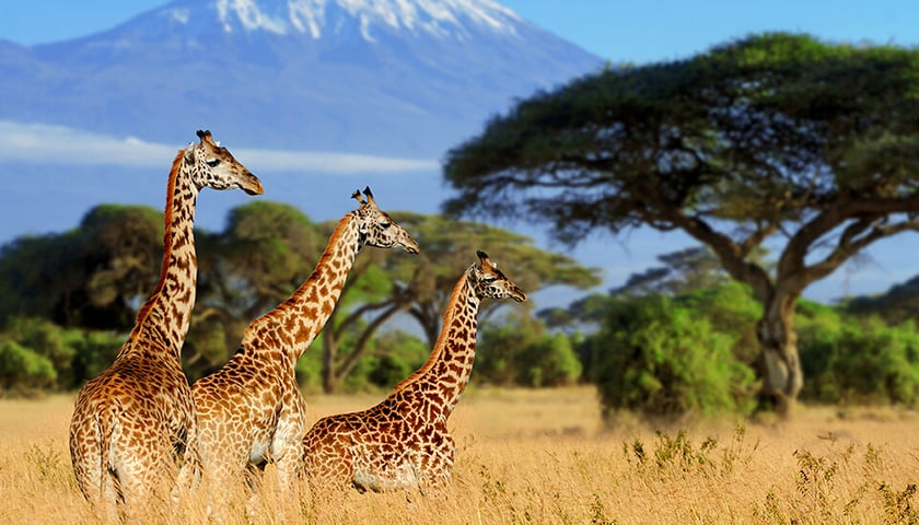 Żyrafy w Kenii