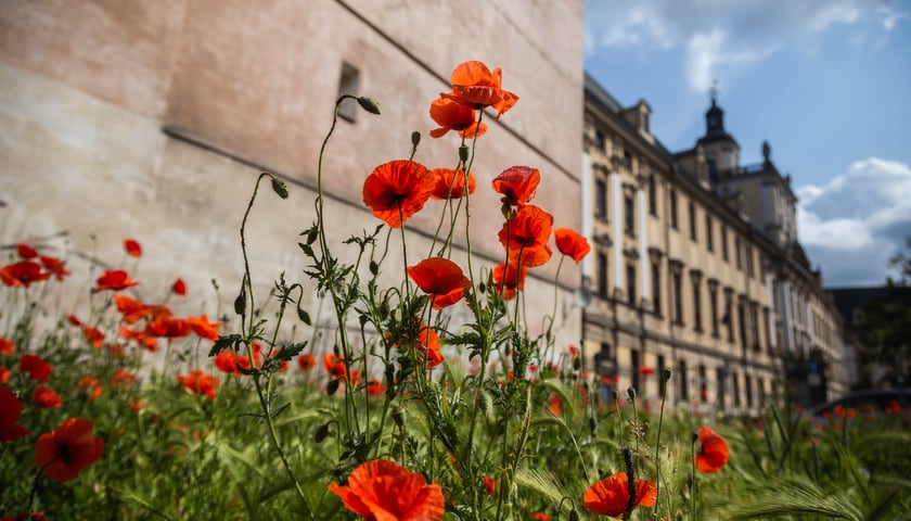 Maki wyrosły na działce budowlanej przy Uniwersytecie Wrocławskim 