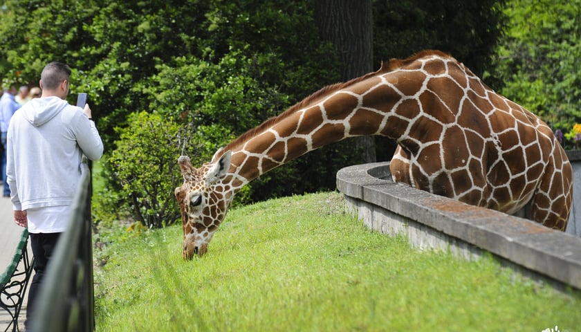 Żyrafa w Zoo Wrocław