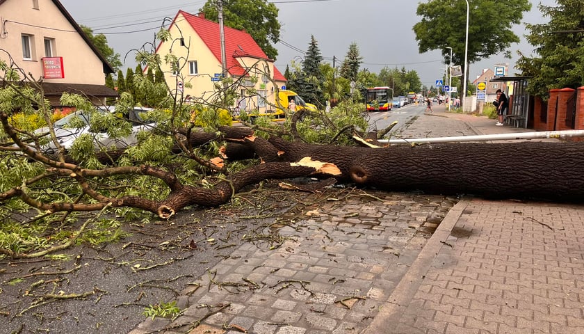 Powalone drzewo na Strachocinie