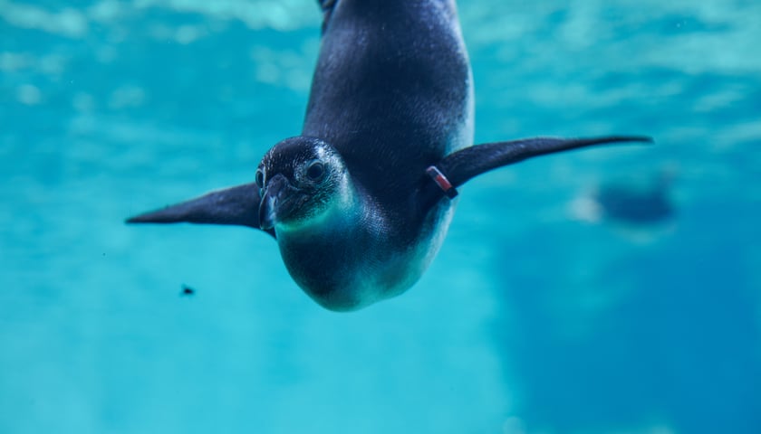 Pingwin we wrocławskim zoo / zdjęcie ilustracyjny 