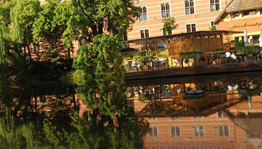 Śnięte ryby znalezione w miejskiej fosie we Wrocławiu