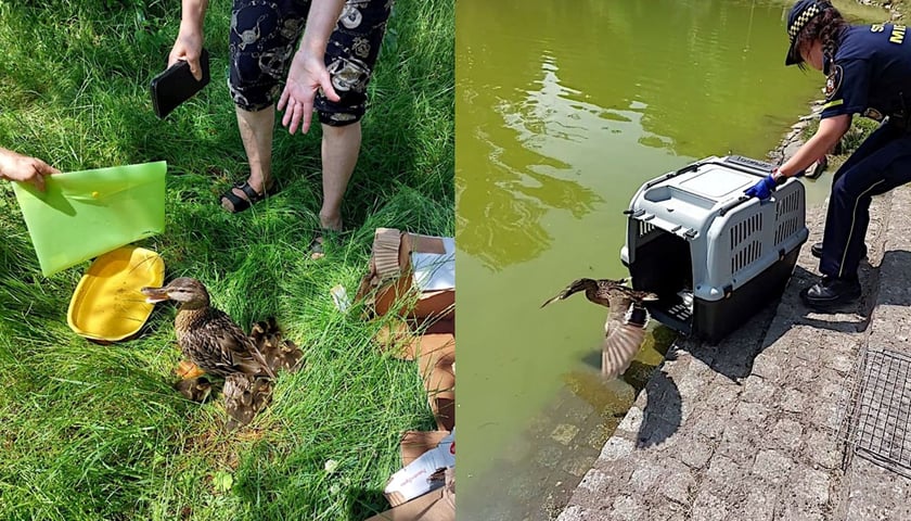 Uratowane kaczki od razu zażyły kąpieli w stawie w parku Tołpy. 