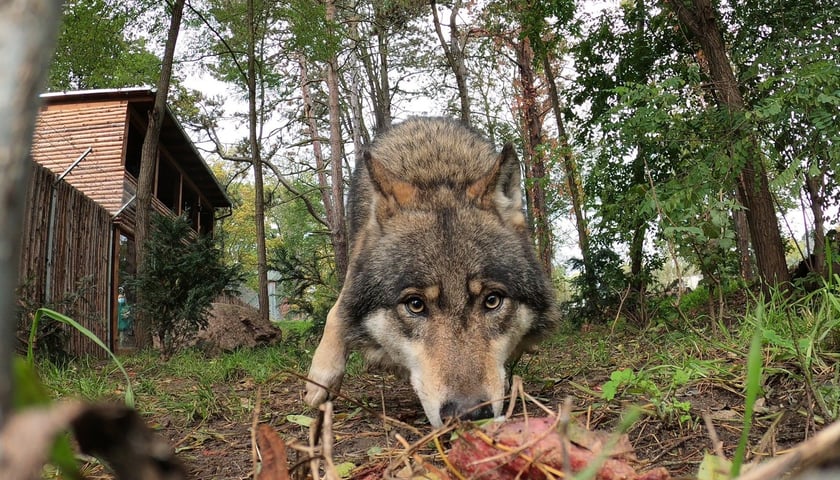 Maks, wilk z wrocławskiego ogrodu zoologicznego