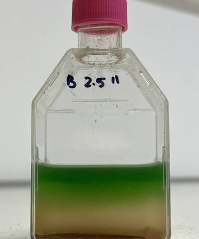 <p>Glony z regolitem&nbsp;</p>