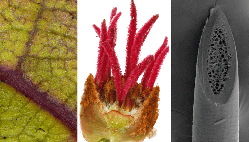 Zdjęcia mikroskopowe: 1 zdjęcie liść, 2 zdjęcie kwiat żeński klonu srebrzystego (Acer saccharinum L.), 3, zdjęcie  włos konia rasy wielkopolskiej 