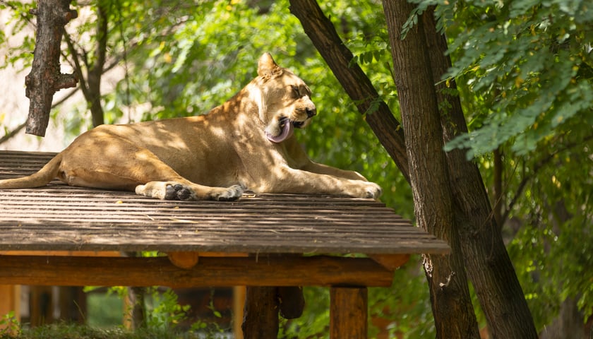 lwica we wrocławskim zoo