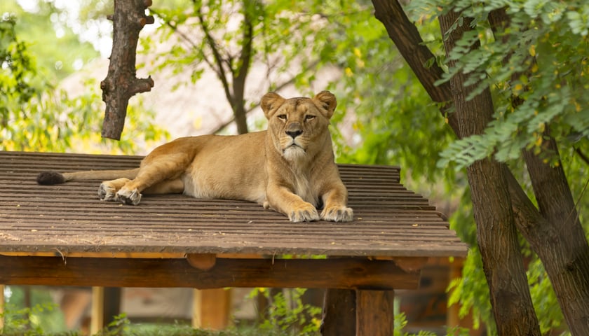 Obecnie we wrocławskim zoo żyje jedna lwica angolska, Okavango