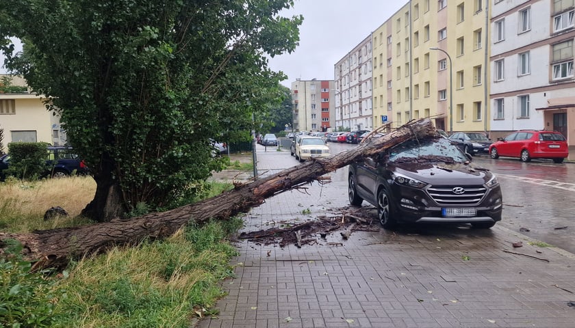 Pień drzewa pod wpływem wody spadł na samochód na ul. Grochowej (6.08.2023)