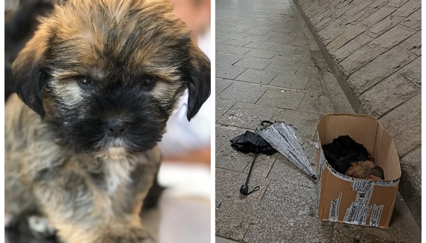 Jeden z pięciu porzuconych szczeniaków, obok karton, w którym szczeniaki znajdowały się w przejściu dla pieszych