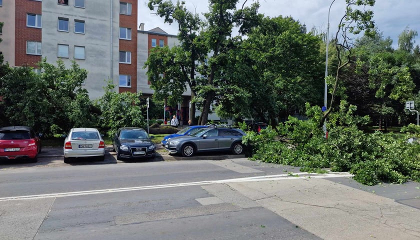 Drzewo, które  spadło na ul. Baciarellego