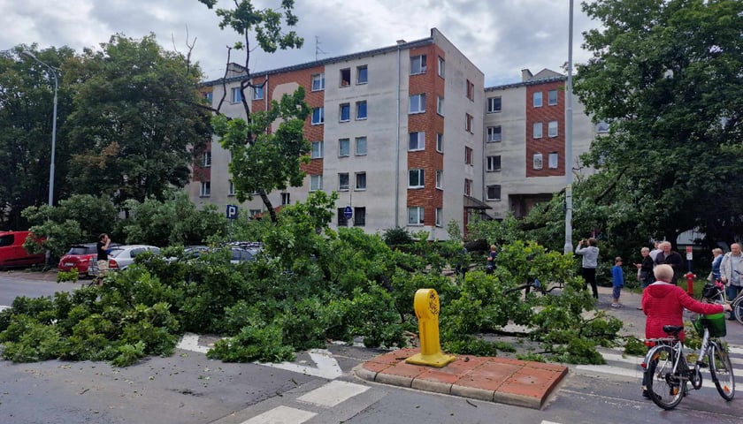 Drzewo, które spadło na ul. Baciarellego