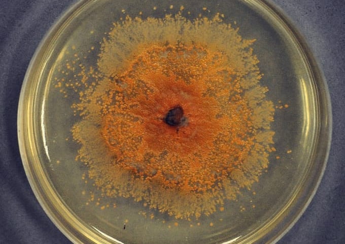 Colletotrichum acericola - nowy gatunek grzyba odpisany przez dr Katarzynę Patejuk z Uniwersytetu Przyrodniczego  