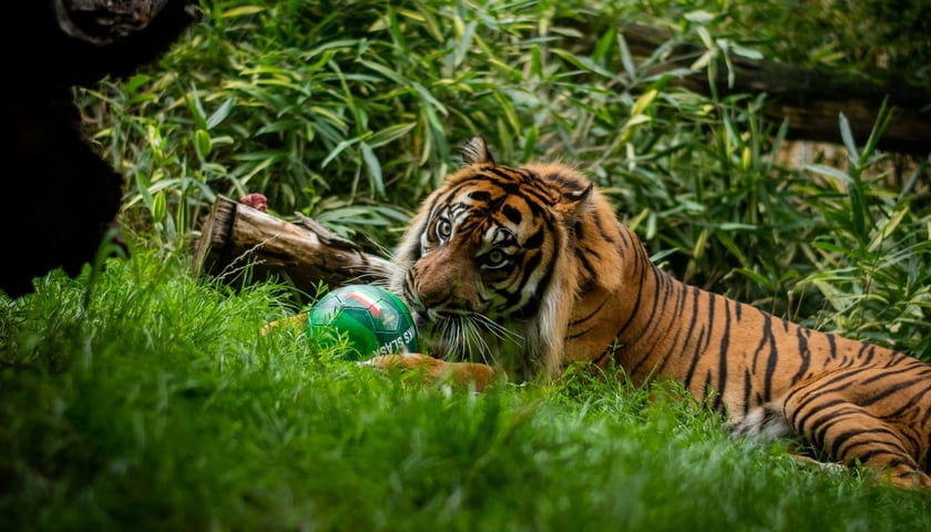 Zdjęcia tygrysa Tengah w czasie charytatywnej akcji Śląska Wrocław we wrocławskim ZOO Wrocław.