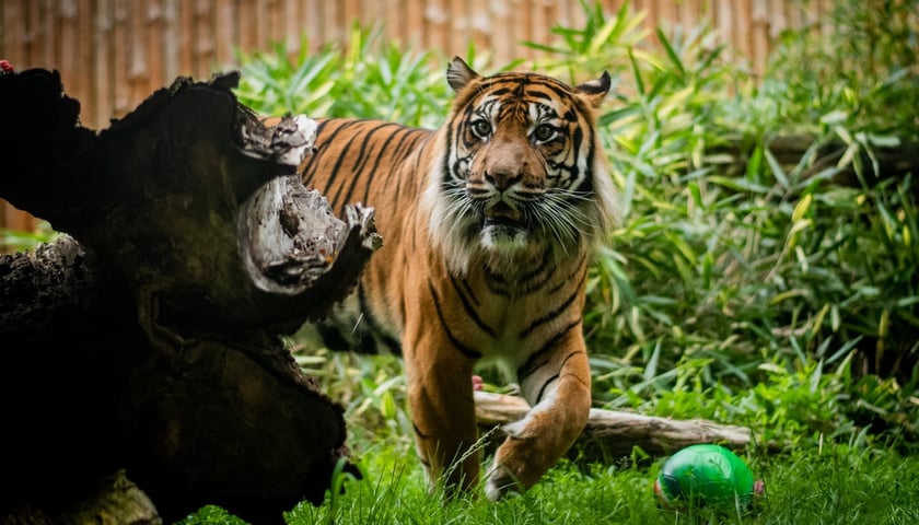 Zdjęcia tygrysa Tengah w czasie charytatywnej akcji Śląska Wrocław we wrocławskim ZOO Wrocław.
