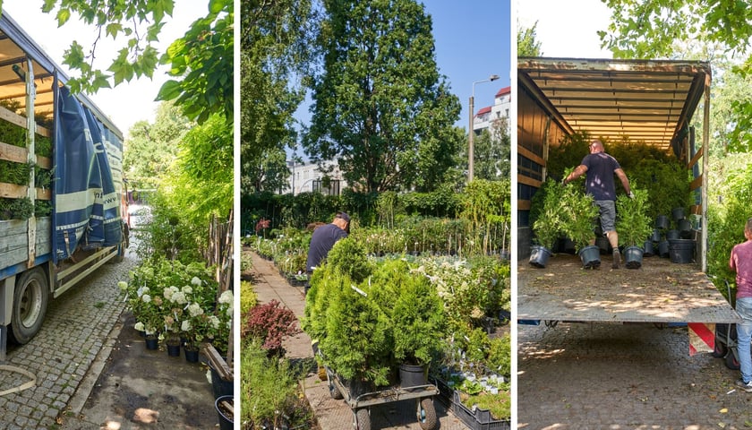 Pracownicy sklepu przy ogrodzie botanicznym we Wrocławiu pakują rośliny na TIR-a