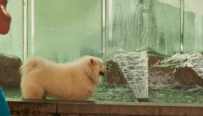 Pies w miejskiej fontannie