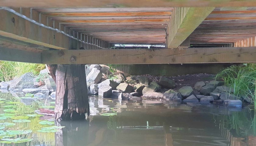 <p>Uszkodzona drewniana podpora mostu w Ogrodzie Japońskim</p>