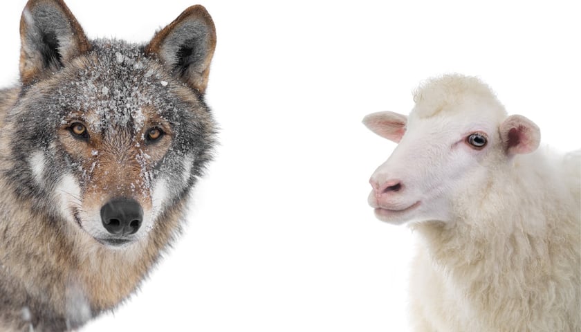 Wilk (po lewej), owca (po prawej)