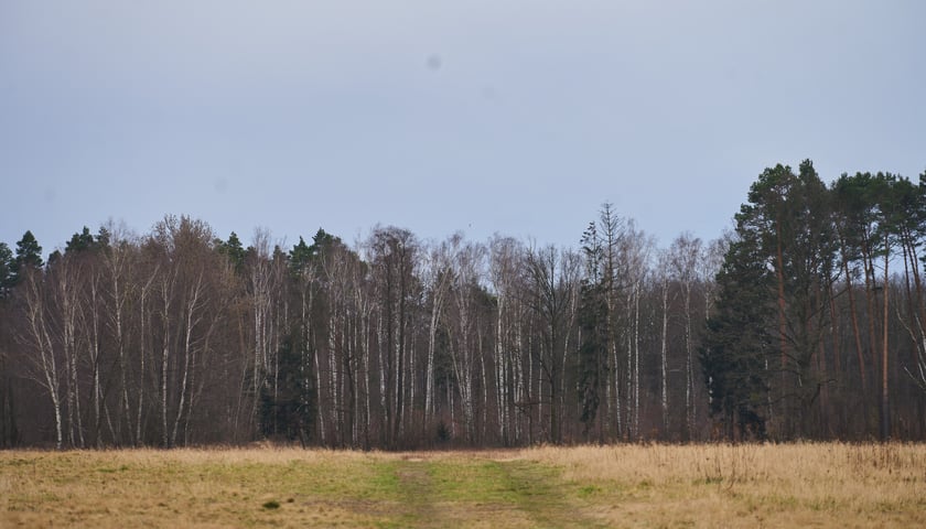 Widok na Las Ratyński