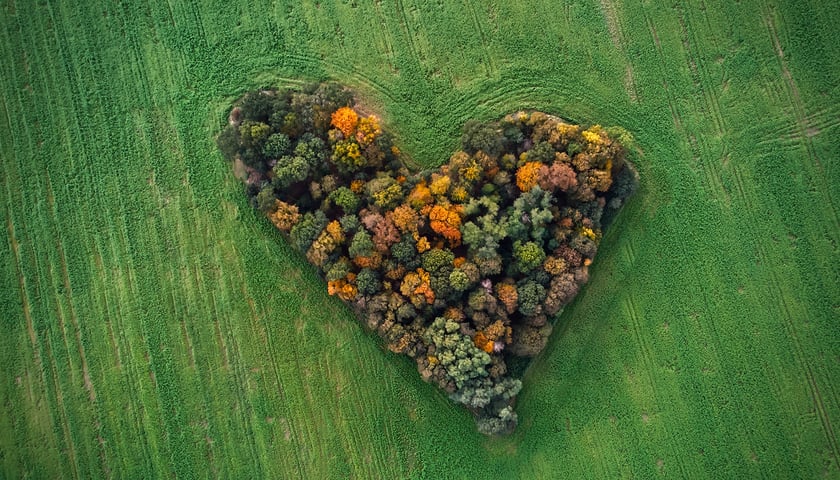 Formacja drzew w kształcie serca znajdująca się nieopodal Skarszyna w gminie Trzebnica
