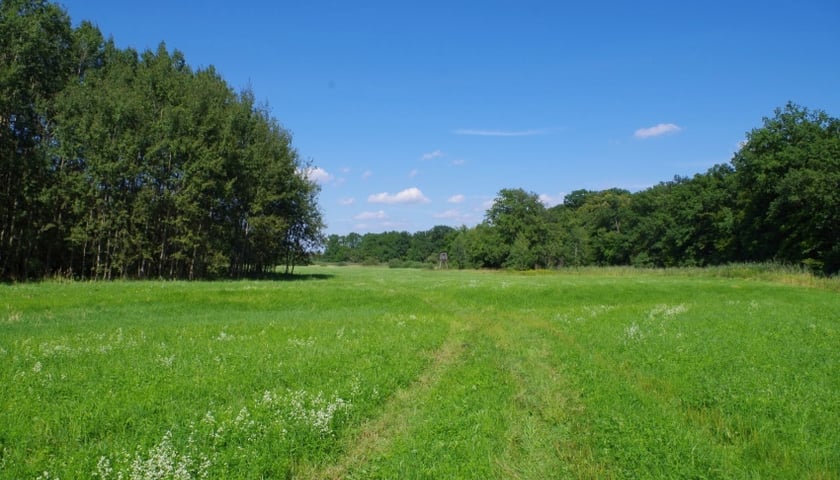 Widok na polane śródleśną w Lesie Strachocińskim