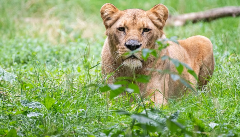 Lwica Okavango na wybiegu we wrocławskim zoo