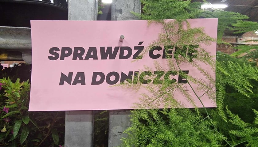 Festiwal roślin doniczkowych w Czasoprzestrzeni na Wielkiej Wyspie