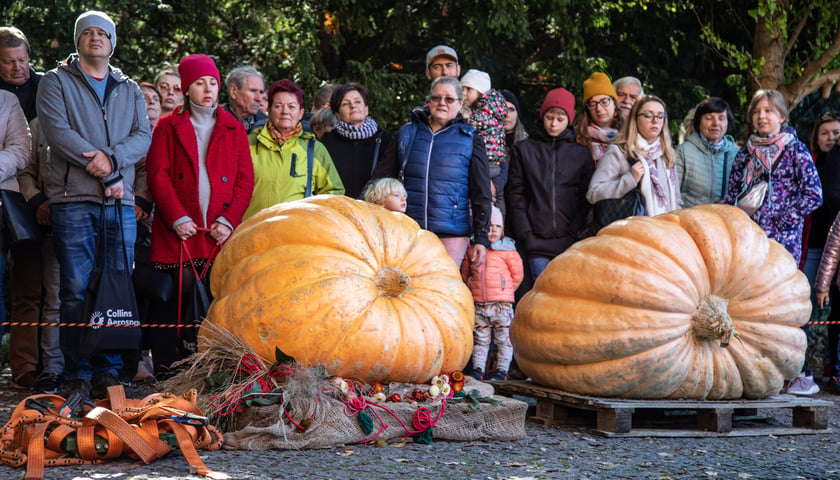 Festiwal Dyni w Ogrodzie Botanicznym