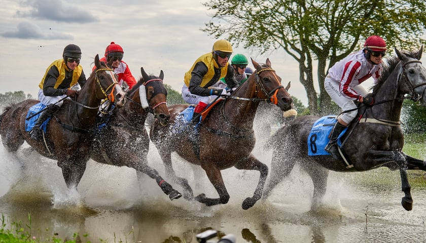 Na zdjęciu konie wyścigowe w biegu na Wrocławskim Torze Wyścigów Konnych we Wrocławiu