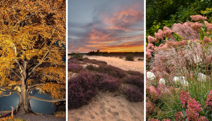 Od lewej: buk Serce Ogrodu w Arboretum Wojsławice, Pustynia Kozłowska, rośliny w Arboretum 