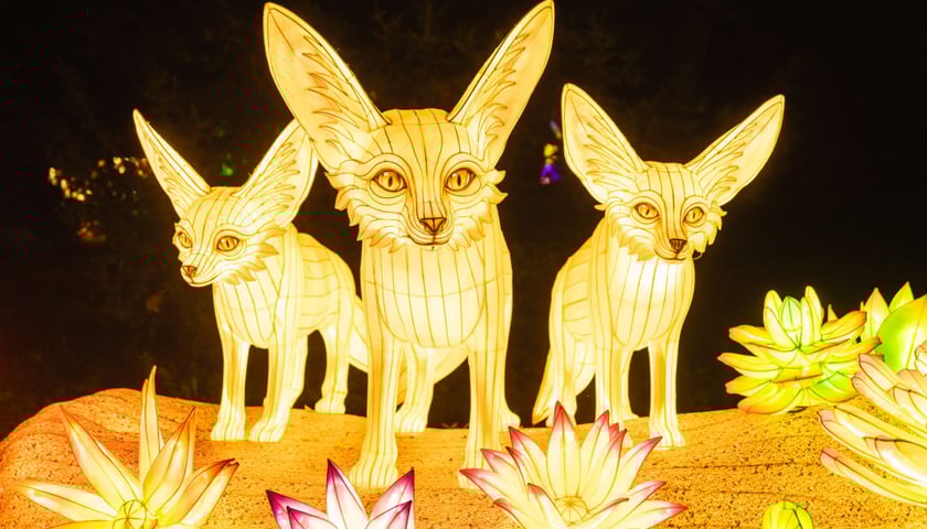Garden of Lights - Ogród Świateł - wystawa "Dzika Afryka"