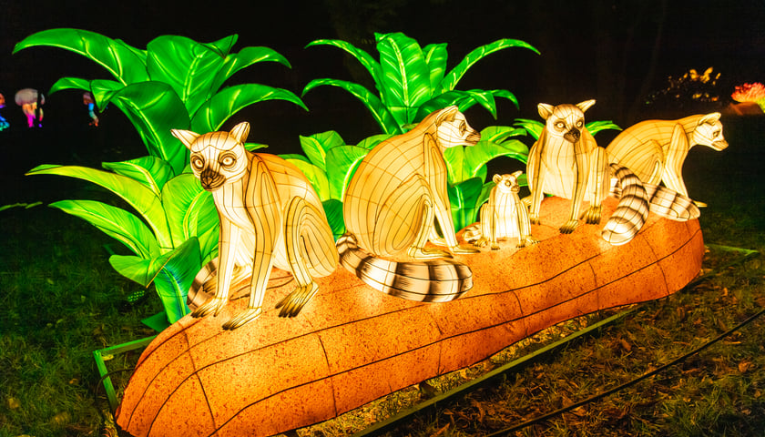 Garden of Lights - Ogród Świateł - wystawa "Dzika Afryka"