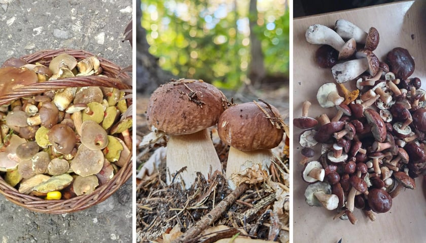 Grzyby w koszyku, borowiki w lesie i oczyszczone grzyby na stole (zdjęcia przysłane przez czytelników)