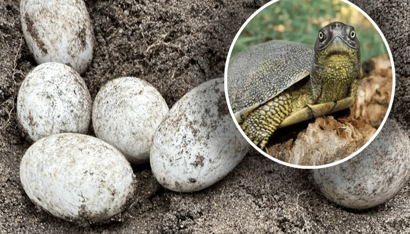 Żółw błotny zaznaczony w kółku na tle jaj tego gatunku złożonych w okolicy Twardogóry.