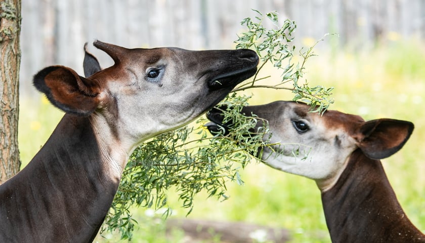 Okapi - zagrożony gatunek, który chce ratować wrocławskie zoo