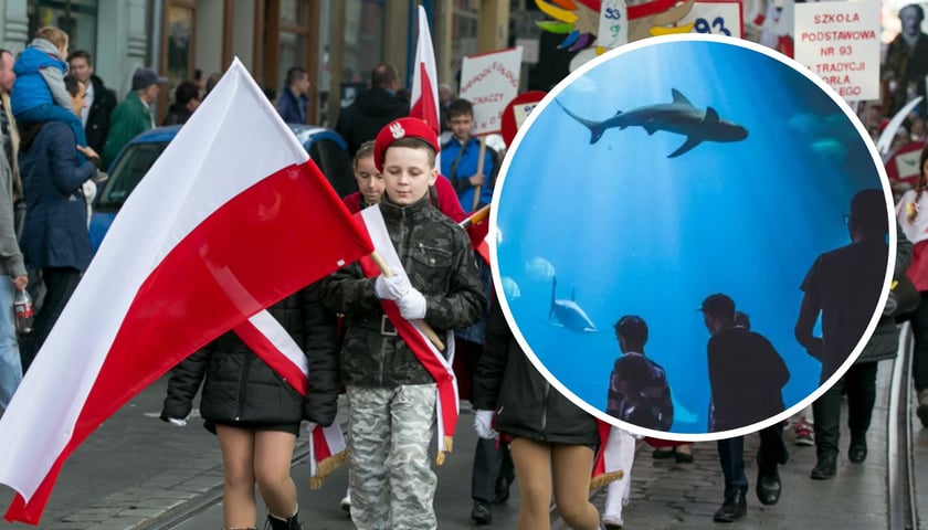 Parada niepodległości; afrykarium we Wrocławiu