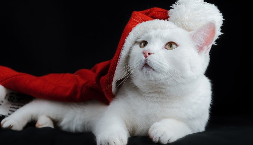 Na zdjęciu biały kot w czapce Świętego Mikołaja