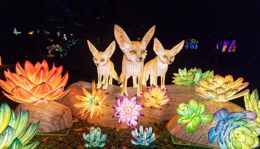 <p>Garden of Lights z zoo Wrocław&nbsp;</p>