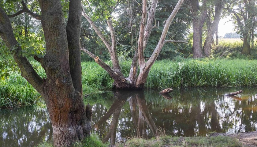 Widawa latem, na drzewie widać ślad pokazujący, jak wysoko może podnieść się woda na Widawie podczas roztopów (zdjęcie ilustracyjne)