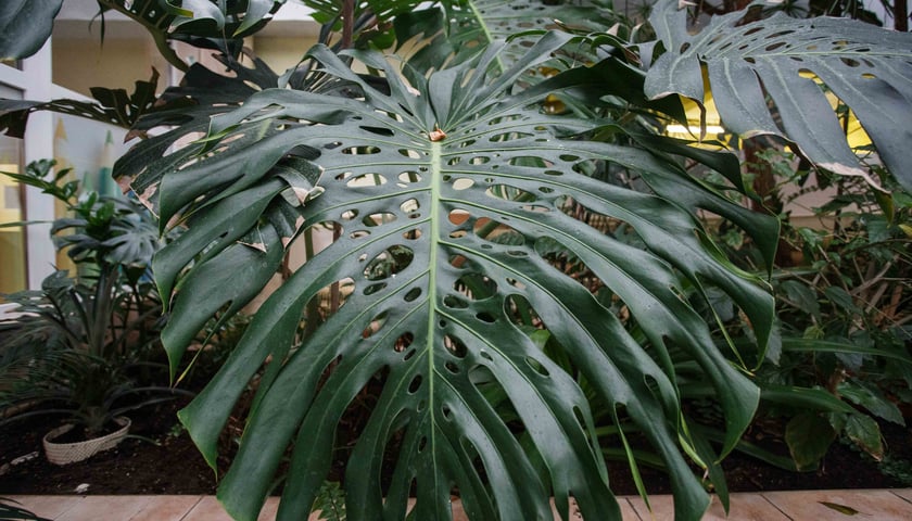 <p>Mini ogr&oacute;d botaniczny w szkole podstawowej przy ul. Prostej</p>