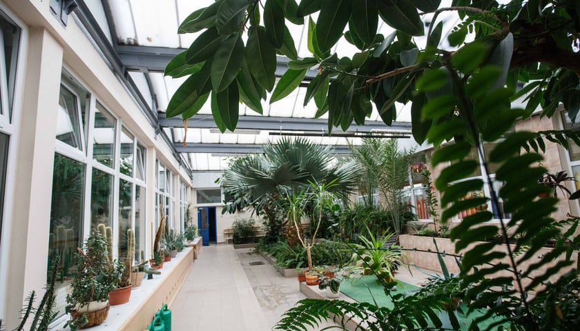W Szkole Podstawowej 97 powstał ogród botaniczny 