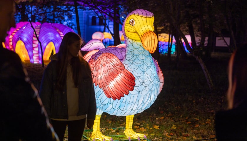 Garden of Lights Dzika Afryka