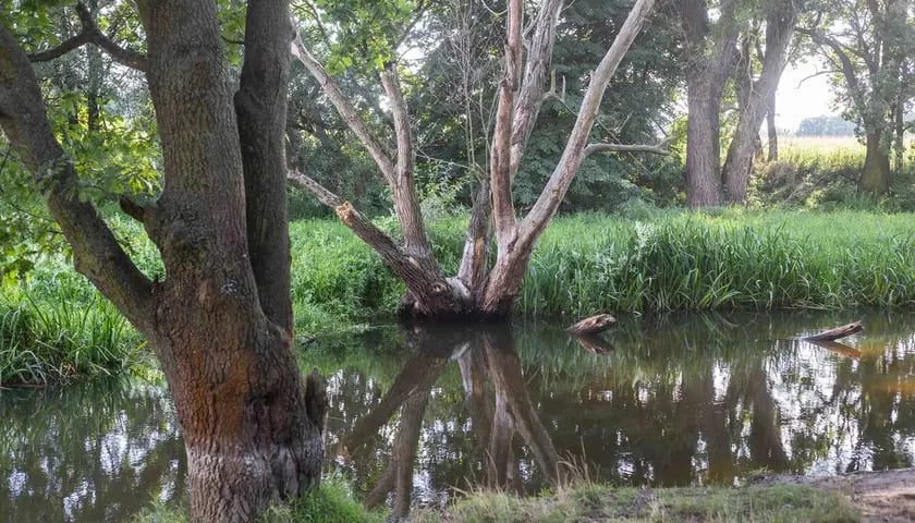 Zdjęcie z lata - na drzewie widać ślad pokazujący, jak wysoko może podnieść się woda na Widawie podczas roztopów.