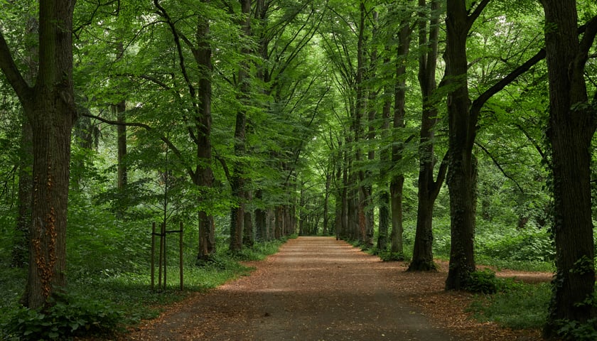 Park Grabiszyński