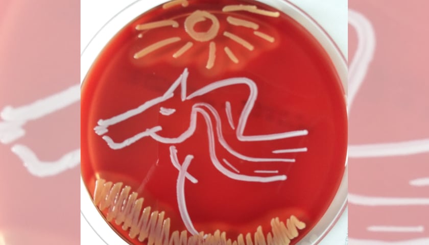Koń i słońce na czerwonym podłożu do hodowli bakterii