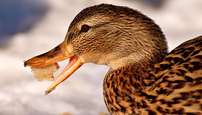 Jak dokarmiać ptaki zimą? Zasady, które mogą ocalić im życie [WIDEO]