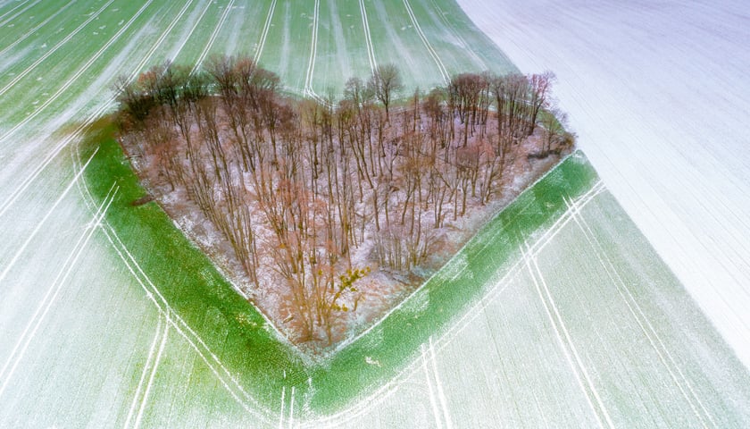Słynny podwrocławski Zagajnik Miłości zimą, czyli lasek w kształcie serca na zdjęciu z drona