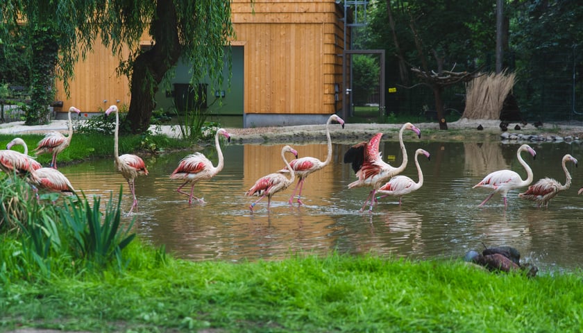 Pawilon flamingów w ZOO Wrocław